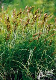 Attēlu rezultāti vaicājumam “Carex capillaris”