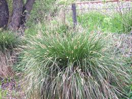 Attēlu rezultāti vaicājumam “Carex paniculata”
