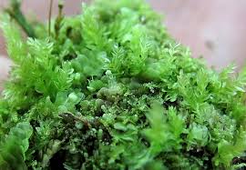 Attēlu rezultāti vaicājumam “Cephaloziella hampeana”