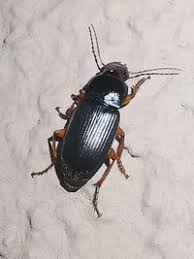 Attēlu rezultāti vaicājumam “Pseudoophonus rufipes”