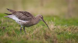 Attēlu rezultāti vaicājumam “Numenius arquata”