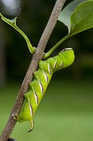 Attēlu rezultāti vaicājumam “Sphinx ligustri larva”