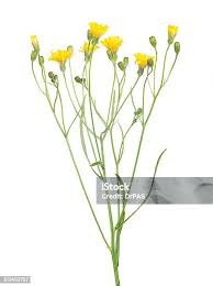 Attēlu rezultāti vaicājumam “Tragopogon heterospermus flower”