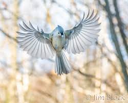 Image result for Bird
