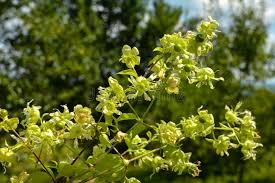 Attēlu rezultāti vaicājumam “Silene baccifera flower”