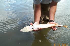 Image result for Scaphirhynchus platorynchus