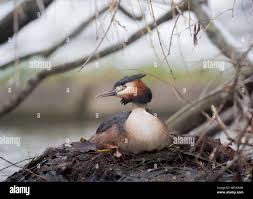 Attēlu rezultāti vaicājumam “Podiceps cristatus adult”