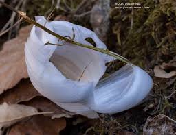 Attēlu rezultāti vaicājumam “Frost Flowers”