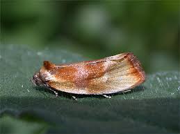 Attēlu rezultāti vaicājumam “Eulia ministrana”