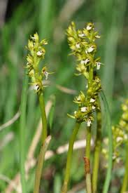 Attēlu rezultāti vaicājumam “Corallorhiza trifida”