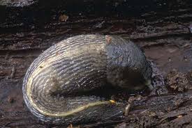 Attēlu rezultāti vaicājumam “Limax cinereoniger”