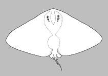 Image result for Gymnura natalensis