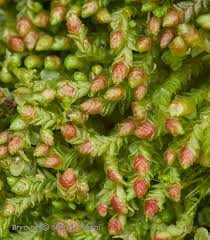 Attēlu rezultāti vaicājumam “Nardia scalaris”