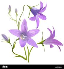 Attēlu rezultāti vaicājumam “Campanula patula”