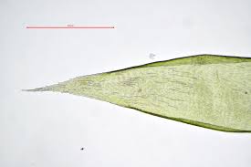 Attēlu rezultāti vaicājumam “Hypnum jutlandicum”