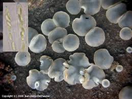 Attēlu rezultāti vaicājumam “Mollisia cinerea”