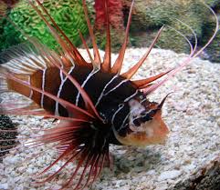 Image result for Pterois radiata
