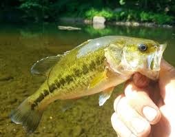 Image result for Micropterus salmoides