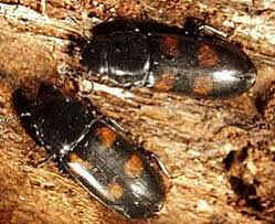 Attēlu rezultāti vaicājumam “Glischrochilus quadripunctatus imago”