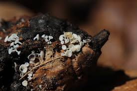 Attēlu rezultāti vaicājumam “Lachnum virgineum”