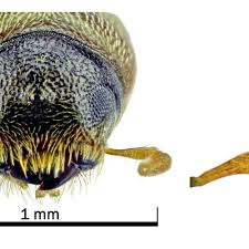 Attēlu rezultāti vaicājumam “Rhynchaenus lonicerae”