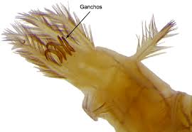 Attēlu rezultāti vaicājumam “Gyrinidae”