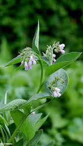 Attēlu rezultāti vaicājumam “Symphytum officinale leaf”