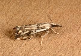 Attēlu rezultāti vaicājumam “Catoptria falsella”