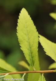 Attēlu rezultāti vaicājumam “Spiraea salicifolia”