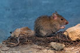 Attēlu rezultāti vaicājumam “Rattus norvegicus”