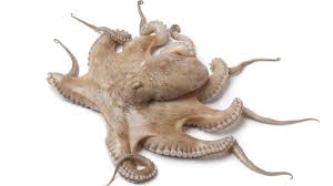 Image result for Octopus vulgaris