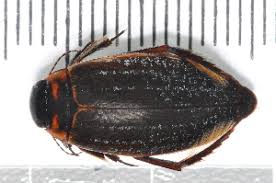 Attēlu rezultāti vaicājumam “Colymbetes paykulli”