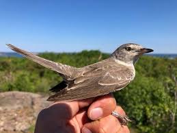 Attēlu rezultāti vaicājumam “Sylvia nisoria”