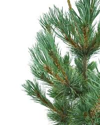 Attēlu rezultāti vaicājumam “Pinus peuce”
