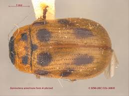 Attēlu rezultāti vaicājumam “Gonioctena”