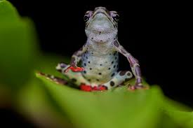 Attēlu rezultāti vaicājumam “Atylotus sp.”