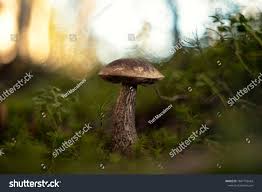 Attēlu rezultāti vaicājumam “Leccinum melaneum”