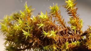 Attēlu rezultāti vaicājumam “Orthotrichum lyellii”