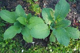 Image result for Borretsch