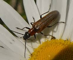 Attēlu rezultāti vaicājumam “Anogcodes melanurus”