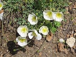 Image result for Alpenmohn