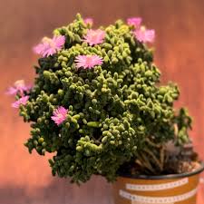 Attēlu rezultāti vaicājumam “Diderma globosum”