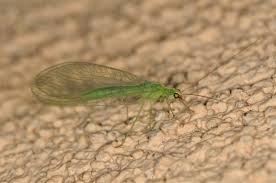 Attēlu rezultāti vaicājumam “Chrysopa”