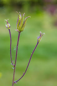 Attēlu rezultāti vaicājumam “Aquilegia vulgaris bud”