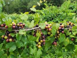 Attēlu rezultāti vaicājumam “Diachea muscorum”