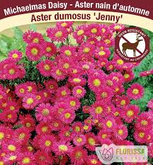 Image result for Asters `Jenny
