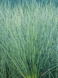 Attēlu rezultāti vaicājumam “Juncus nastanthus”