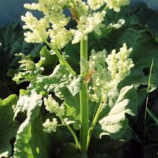 Attēlu rezultāti vaicājumam “Rheum rhabarbarum flower”