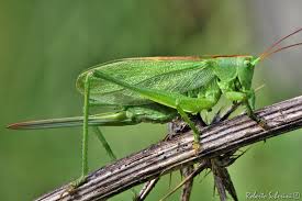 Attēlu rezultāti vaicājumam “Tettigonia cantans”