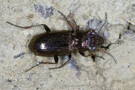 Attēlu rezultāti vaicājumam “Notiophilus palustris”